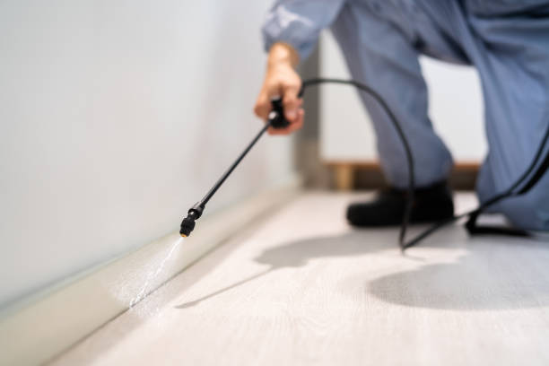 Licensed Wasp Removal service in Kurtistown, HI - Show Me Pest Control