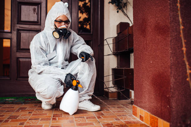 Reliable Wasp Removal contractor in Kurtistown, HI by Show Me Pest Control